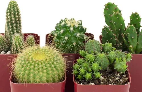 Vista 3 de Compra Suculentas Colección Can't Touch This Surtido de plantas de cactus de interior vivas, seleccionadas a mano, completamente arraigadas