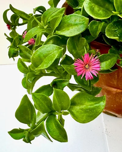 Vista 2 de Planta de hielo, manzana roja Aptenia Cordifolia, también conocida como Baby Sun Rose, 1 planta suculenta viva, enraizada en maceta de 3.5 pulgadas