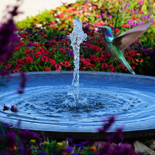 Vista 5 de Kit de bomba de agua solar de 5W: Bomba de agua sumergible sin escobillas DC 124 GpH con panel solar de 12V 5W para fuente de baño de pájaros