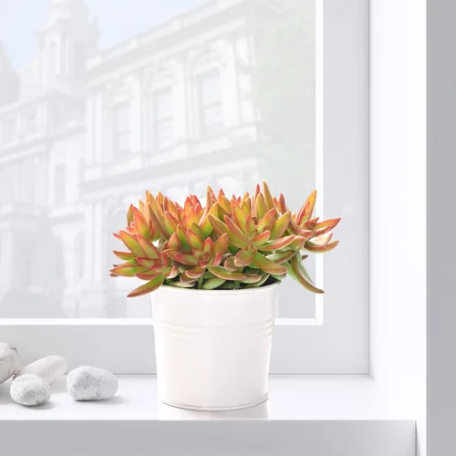 Vista 2 de Suculenta viva Sedum Adolphi 'Firestorm', 4 pulgadas, totalmente arraigada, fácil de cuidar