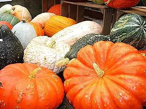 Vista 3 de Jarrahdale - Semillas grandes de calabaza azul, de 6 a 10 libras, una de las calabazas más interesantes y decorativas, así como deliciosas
