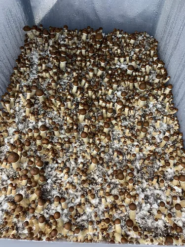 Vista 3 de Más de 100 Setas Porcini Boletus Mycelium Spawn Spawn Spawn Spores - Marrón Seta