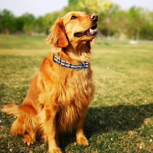 Vista 2 de Hikiko - Collar de cuadros para perros con collar ajustable de nylon Martingale con hebilla de liberación rápida (Pluma de beige, X-Pequeño)
