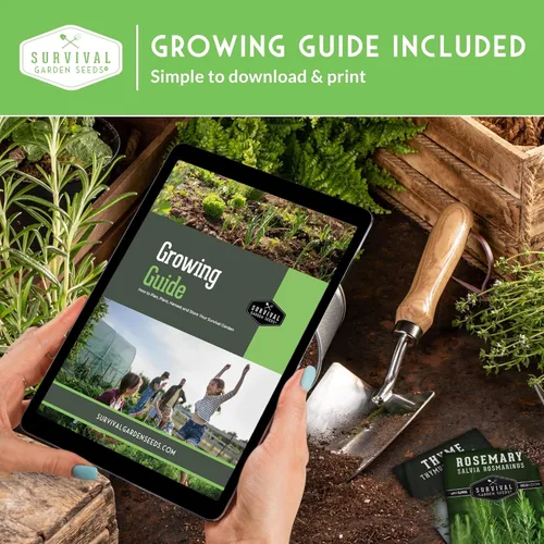 Vista 6 de Colección de semillas de perejil – 3 variedades: semillas de perejil italiano, rizadas, de hoja plana para plantar en interiores o exteriores