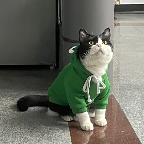 Vista 5 de Ropa cálida de invierno para perros, con forma de rana, color verde Verde (Green Frog)