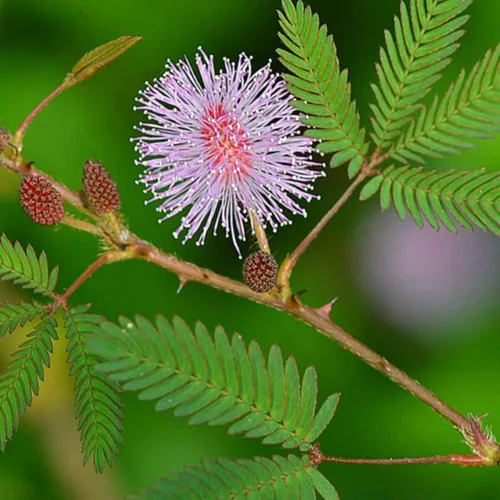 Vista 4 de DKM Thotta Sinungi Mimosa Pudica en polvo, 10.58 oz, 10.5822 onzas