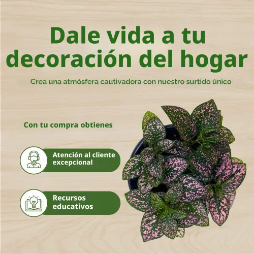 Vista 6 de BubbleBlooms Pink Hypoestes Phyllostachya en una maceta de 4 pulgadas con diseño de lunares