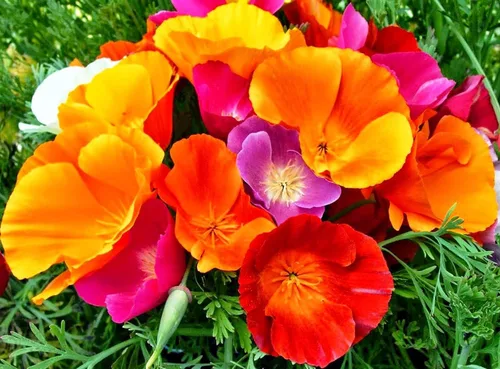 Vista 4 de 1000 Semillas Oriental Amapola Papaver Mezcla Flores Perennes Sin OGM