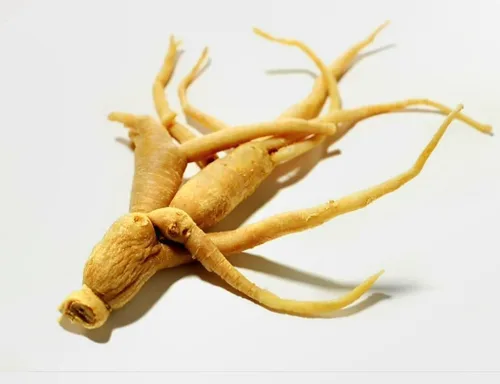 Vista 4 de 50 Semillas Ginseng Americano Semillas Preciosos Materiales Medicinales Ginseng Salvaje