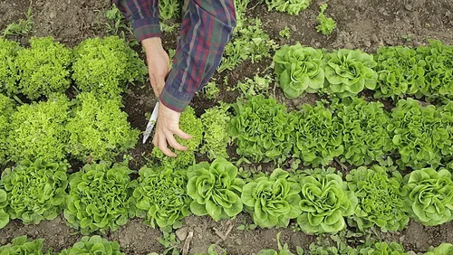 Vista 6 de The Market Gardener's Toolkit