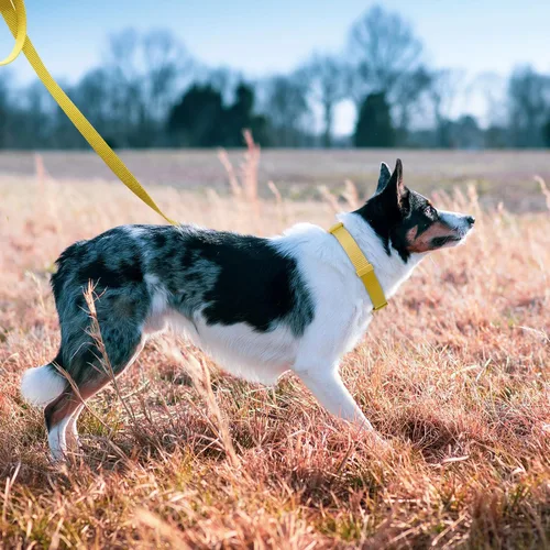 Vista 5 de azuza Juego de collar y correa de nailon para perro, correa de estilo básico fuerte y duradera con gancho para collar fácil de usar, disponible