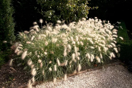 Vista 2 de 30 semillas de flores de setaceum Pennisetum de hierba blanca