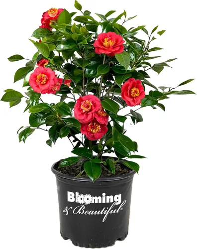 Vista 16 de Camelia, arbusto floreciente de hoja perenne viva, 3 galones