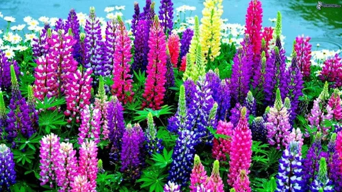Vista 4 de Semillas Lupine Minarette Mezcla Enana Flores Perennes