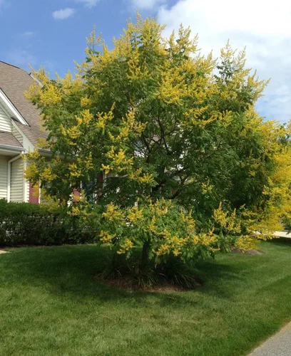Vista 2 de Koelreuteria Paniculata - Árbol de lluvia dorado - Planta viva en una maceta de 3 galones - Hermoso árbol con flores para el patio y el jardín