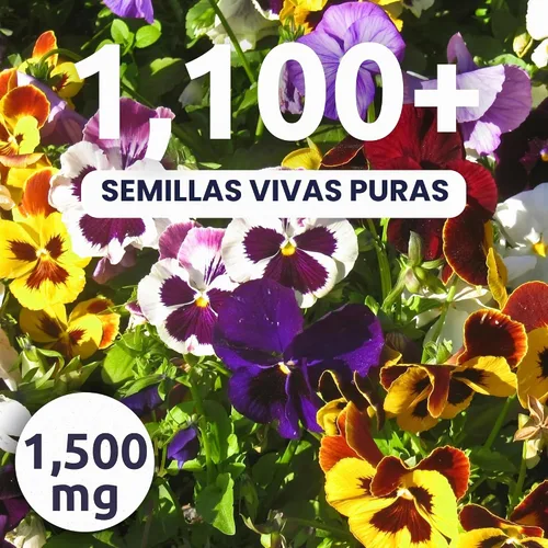 Vista 2 de Pansy Swiss Giants Mix - Sobre grande de 1,500 mg - 1,100 semillas de flores para plantar - Viola