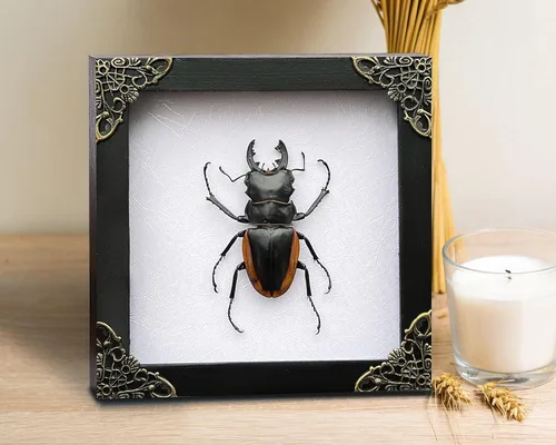 Vista 117 de 2 Real Dragonfly Specimens Shadow Box Framed Insect Display Oddities Curiosities Entomology Collection Natural History Wall Decor Gift for Nature