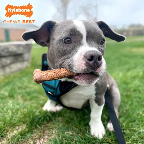 Vista 3 de Nylabone Healthy Edibles Masticables Naturales para Perros de Larga Duración Golosinas Masticables para Perros, Sabor a Carne Asada, X-Small/Petite
