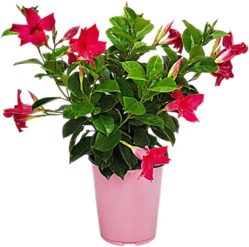 Vista 13 de Tropical Plants of Florida - Arbusto blanco de Dipladenia - Altura total de 14 pulgadas - Maceta de 6 pulgadas (1 galón) (solo planta)
