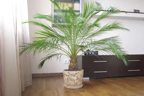 Vista 2 de Semillas de Palmera Canaria (Nombre científico: Phoenix canariensis) Perenne de interior para plantar