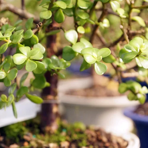 Vista 3 de Brussel's Bonsai Árbol bonsái de jade enano vivo, para interiores, pequeño, 3 años de edad, 5 a 8 pulgadas de alto, maceta decorativa de cerámica