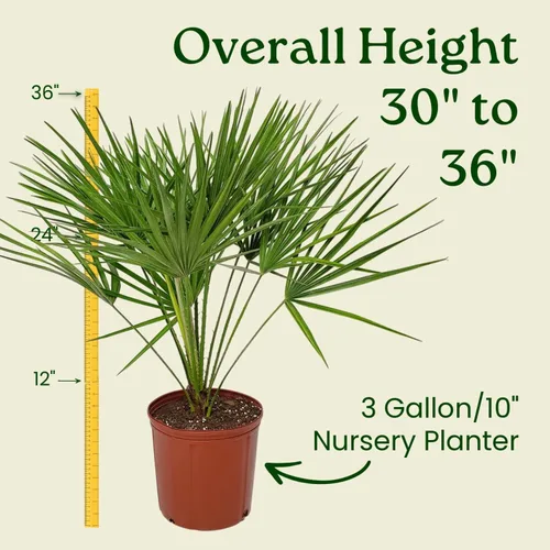 Vista 3 de European Fan Palm - Tropical Plants of Florida - Planta de palmera viva, altura total de 30 a 36 pulgadas (solo planta)