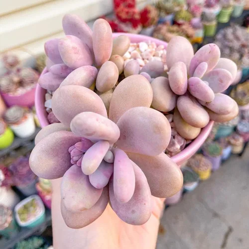 Vista 4 de Moonstones Pachyphytum oviferum - Rare Live Succulent Plant, 4 Inch Plastic Pot, Plump Blue Green Stone Like Leaves, Easy to Care, Pet Friendly