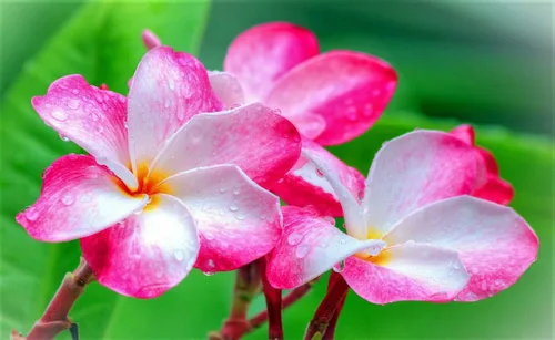 Vista 5 de Semillas de Plumeria de Colores Mixtos - Flor Lei Frangipani Mix Rosa Rojo Amarillo Blanco Jocad (10 Semillas)