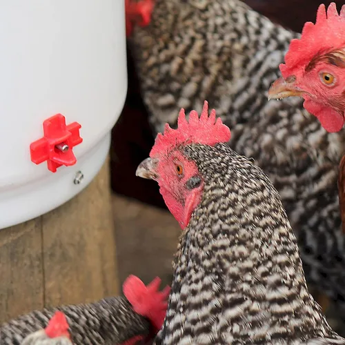 Vista 7 de Farm Innovators - Paquete de 2 bebederos térmicos para pollo, cubo para bebedero para aves de corral, 2 galones