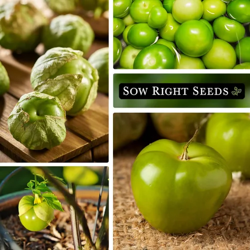 Vista 4 de Sow Right Seeds - Semillas de tomatillo Toma Verde para plantar - Paquete de reliquia sin OMG con instrucciones para plantar un huerto casero