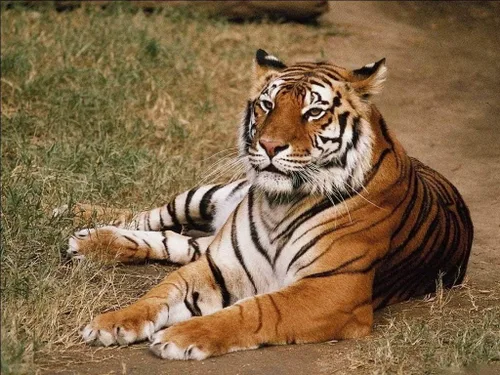 Vista 7 de Pup Go Linterna proyector de animales para niños a partir de 3 años, 3 discos 24 imágenes, juguetes de animales de safari para niños y niñas