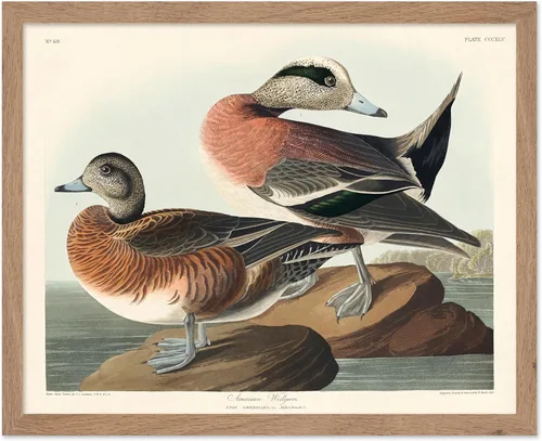 Vista 25 de Poster Master Póster vintage de James Audubon – Impresión retro de amargo americano – Arte de aves de América – Regalo para hombres, mujeres