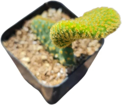 Vista 3 de Plantas de cactus suculentas vivas (2 pulgadas Opuntia Microdasy Golden Swirl Monstrose)