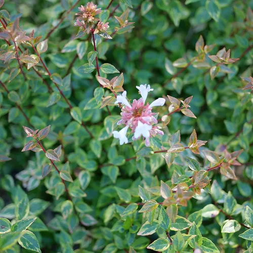 Vista 2 de Brilliantina™ Abelia - Maceta de 4" - Ganadores probados