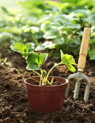 Vista 4 de Fresa 100 piezas Semillas Jardín Fruta Fresca Saludable