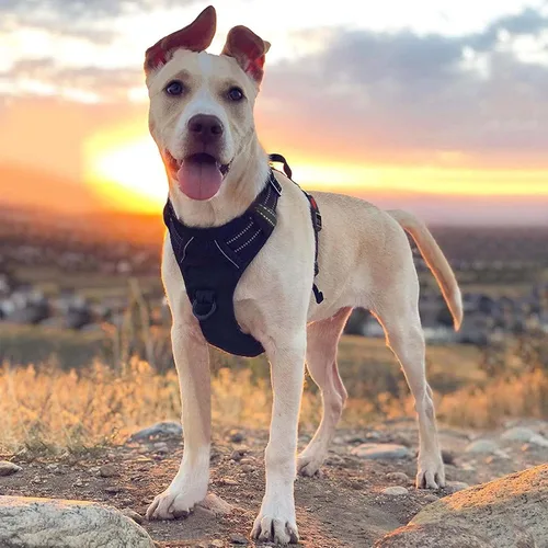 Vista 6 de Arnés para perro, arnés sin tirones para mascotas con 2 clips para correa, chaleco acolchado suave ajustable para perro, chaleco Oxford reflectante