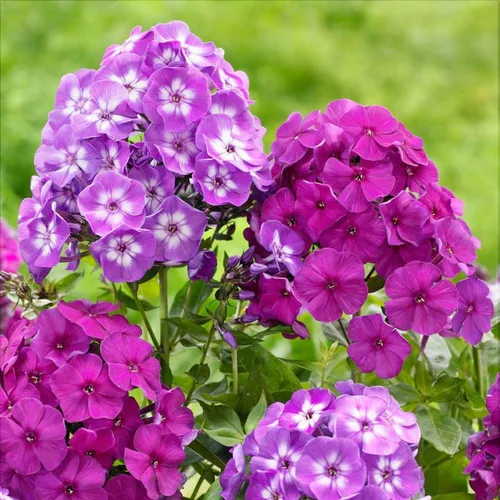 Vista 3 de Más de 2000 semillas Phlox Dwarf Beauty Mix Semillas para plantar al aire libre-Anual Phlox Creeping Ground Cover