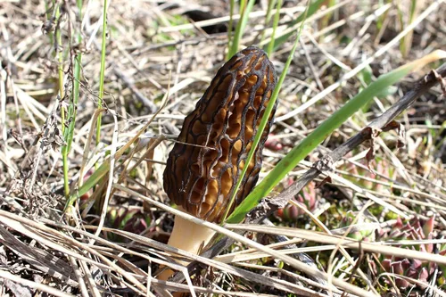 Vista 3 de Sporas Black Morel Setas Semillas Micelio Spawn Crecer Bonsái Secado No GMO