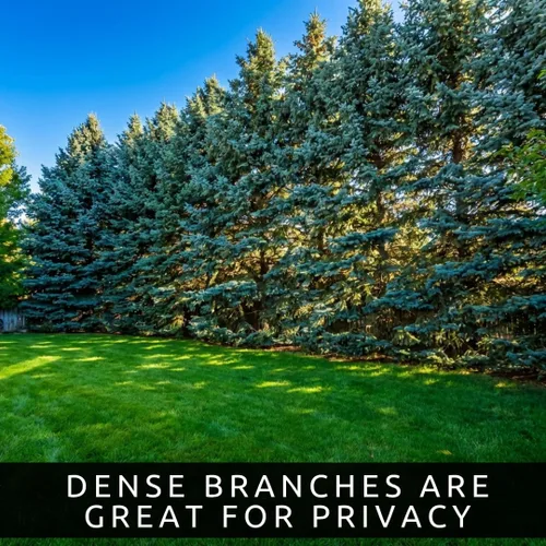 Vista 6 de Semillas de abeto azul para plantar 100 piezas de semillas Abeto azul de Colorado, Picea pungens glauca Árboles atractivos para privacidad