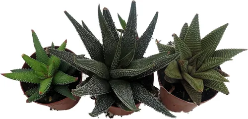 Vista 4 de Super Sale - Colección Haworthia 3 Plantas - Maceta de 2