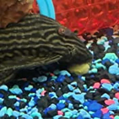 Vista 6 de Obleas pequeñas de hundimiento ultra color de 0.472 in a 1/2 pulgada para peces de fondo, camarones, caracoles, cangrejos, cangrejos de río, todos