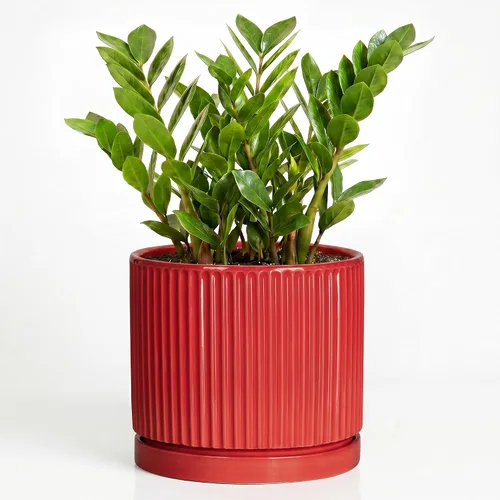 Vista 22 de 8 Inch Flower Pot, Ceramic Planters, Round Plant Pot, Beige