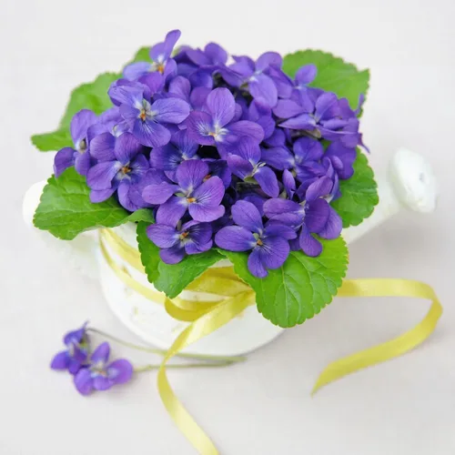 Vista 4 de 1000 semillas de viola para plantar, semillas perennes de flores de violeta dulce, flores fragantes de polinización abierta sin OMG para jardines al