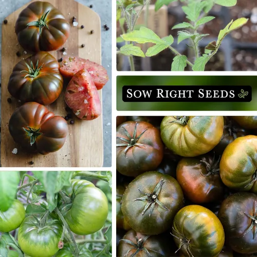 Vista 4 de Sow Right Seeds - Semillas de tomate Black Krim para plantar - Filete de res de color granate oscuro medio - Semillas de tomate tradicionales sin