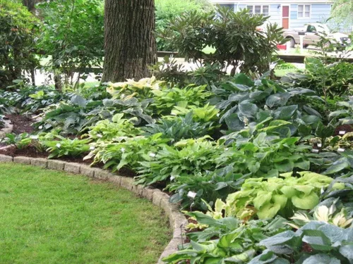 Vista 2 de Plantas perennes mixtas de hosta (paquete de 6 raíces desnudas) - Plantas de sombra resistentes
