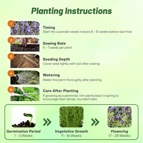 Vista 4 de Outsidepride Spanish Eyes - Semillas de lavanda para plantar al aire libre, 100 piezas de semillas de hierbas perennes, de crecimiento rápido