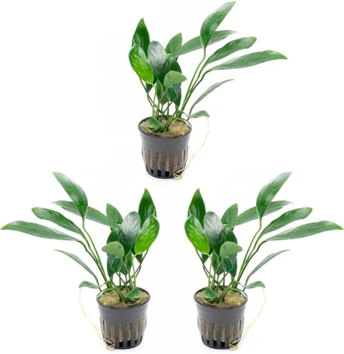 Vista 37 de SubstrateSource Plantas vivas – Anubias Hastifolia (Anubias hastifolia) – Luz baja a moderada, hojas en forma de flecha de color verde medio a
