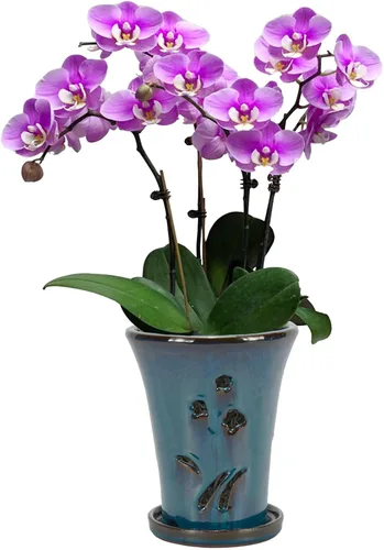 Vista 9 de W&W Orchid Pot with Holes and Saucer for Repotting, 6 x 7 Inch, Green Verde