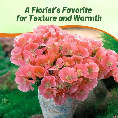 Vista 6 de Outsidepride 5000 semillas anuales Godetia Orange Glory Flower Seeds para plantar