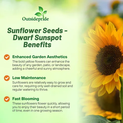 Vista 3 de Outsidepride Semillas de girasol de manchas solares enanas Helianthus Annuus de 1/4 lb para plantar